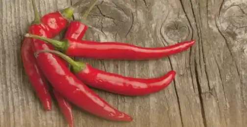 Can capsaicin come out in urine?